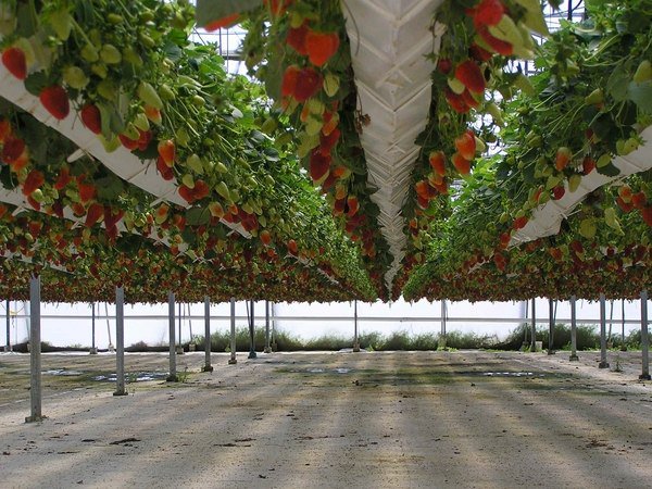 space saving garden ideas hydroponics strawberries