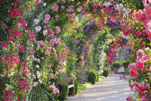 spectacular rose gardens designs arch of roses
