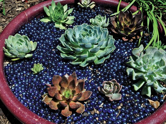 Succulent Dish - Photo by: Pam Penick.