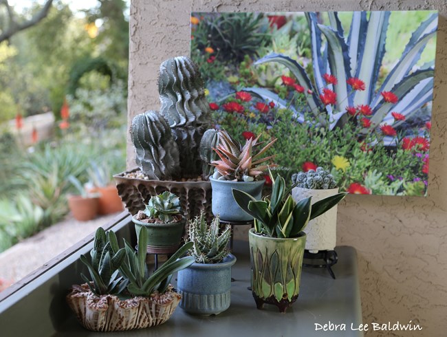Succulents In Containers, Container Arrangement
Debra Lee Baldwin
San Diego, CA