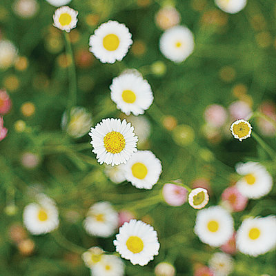 'Santa Barbara' daisy