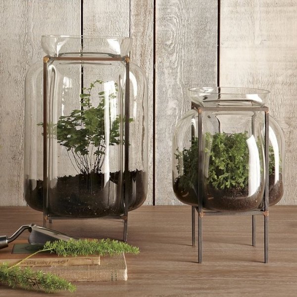 terraruim design ideas glass vessels terrarium plants