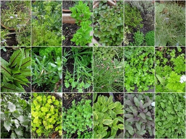 top herbs for home herb garden how to grow herb garden 