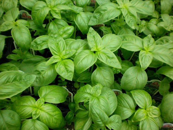 top herbs to grow at home basil 