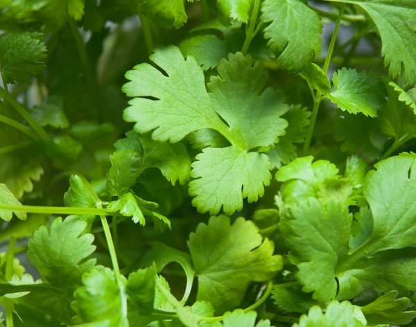 top herbs to grow at home cilantro container garden ideas