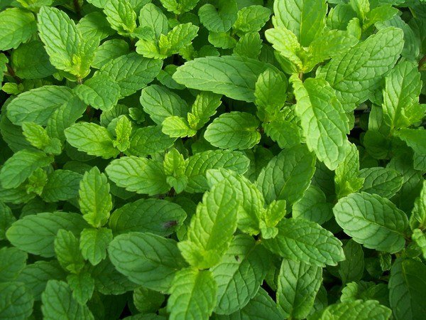 top herbs to grow at home mint garden decorating ideas 