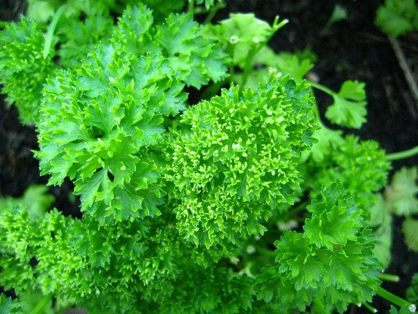 top herbs to grow at home parsley herb garden design ideas 