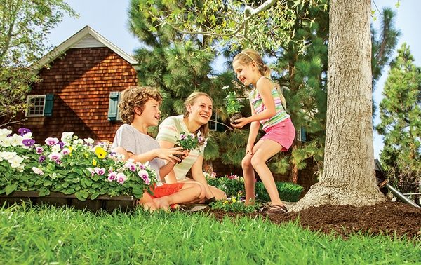tree shrub and lawn care garden ideas 