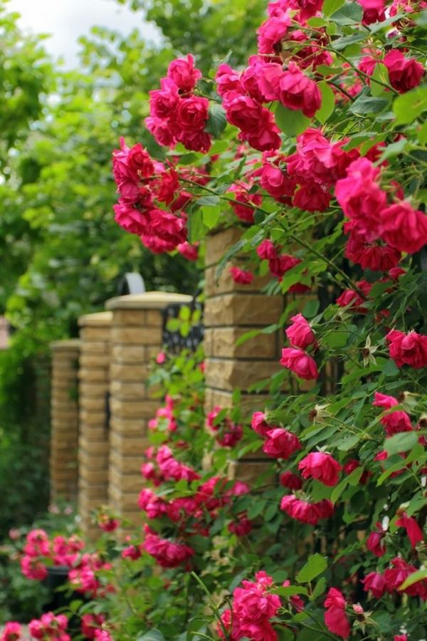 types of roses how to grow roses home gardening ideas