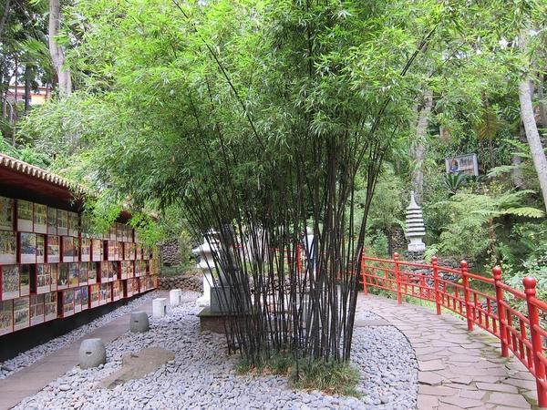 typical Japanese garden plants bamboo garden ideas