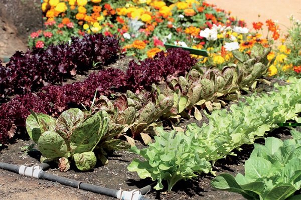 vegetable garden irrigation ideas home garden plans
