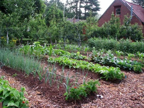 vegetable garden plans garden fence ideas backyard garden