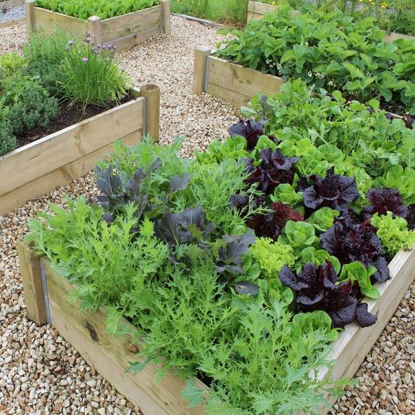 vegetable garden plans wooden raised beds gravel paths