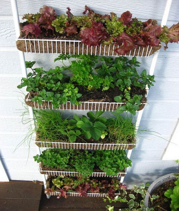 vertical vegetable garden lettuce herbs