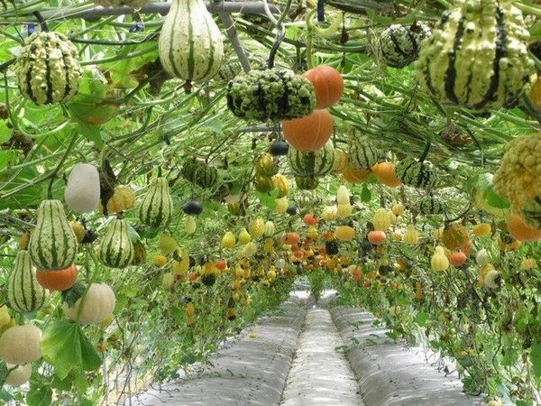 vertical vegetable garden pumpkin gourd vines trellis