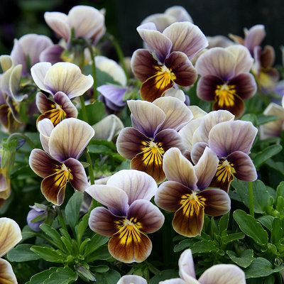 'Frosted Chocolate' pansy