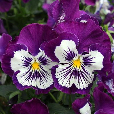 'Whopping Purple Whiskers' pansy