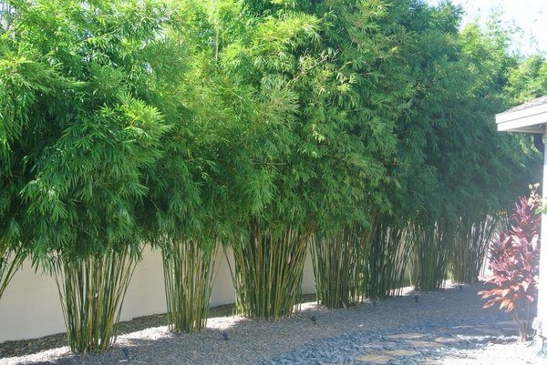 what is clumping bamboo garden privacy ideas privacy plants