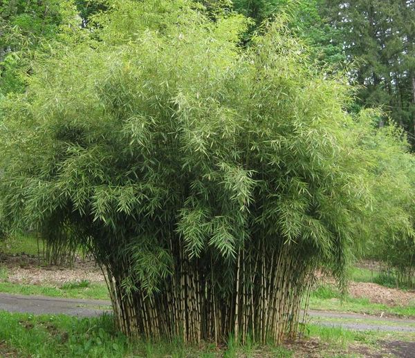 what is clumping bamboo how to grow bamboo garden