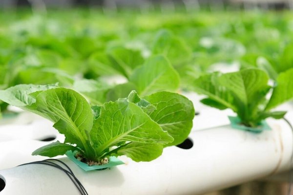 what is hydroponics gardening no soil gardening ideas