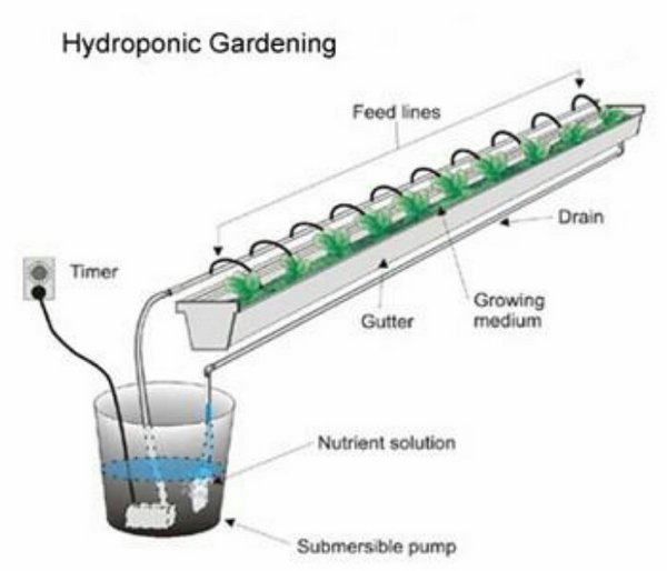 what is hydroponics how hydroponics work no soil gardening