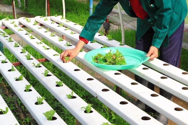 what is hydroponics methods modern gardening ideas