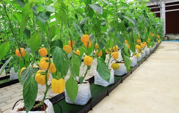 what is hydroponics modern gardening ideas