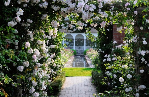 white climbing roses magnificent garden design 