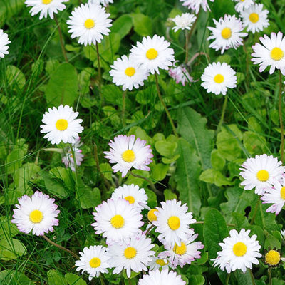 Winter color: English daisy