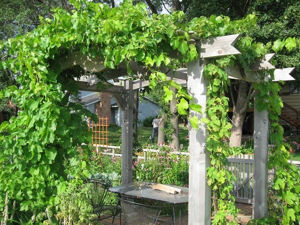wooden arbor with vines backyard escape ideas 