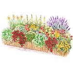 Hot-Color Flower Garden Plan