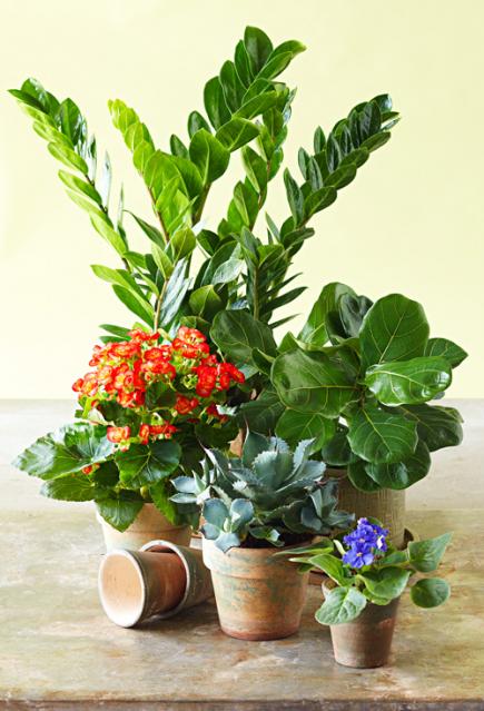 Hardy Indoor Plants