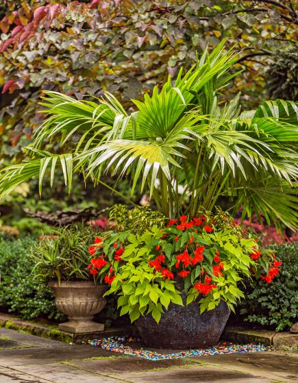 Chinese fan palm container garden