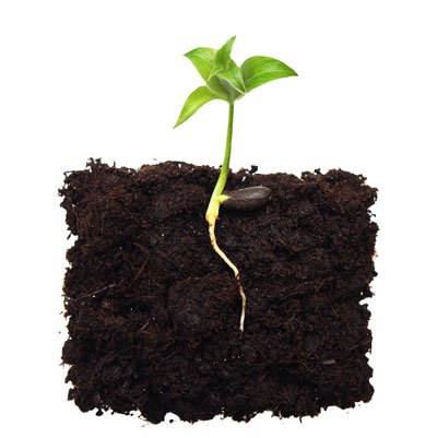 Five Keys to Successful Seed Starting