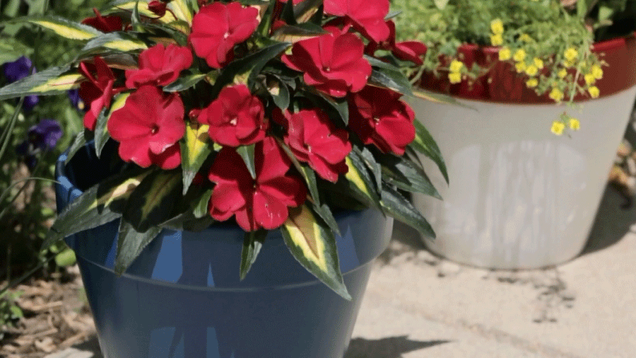 Painted Flower Pots that Last