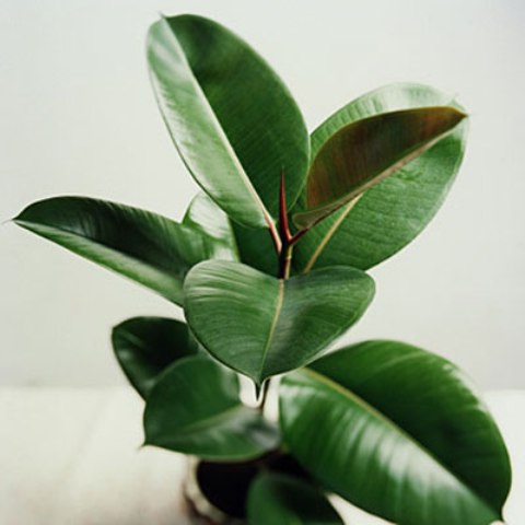 Rubber plant (Ficus elastica)
