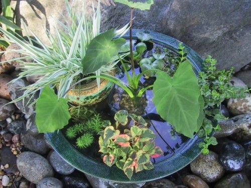 pond in a pot (via hgtv)