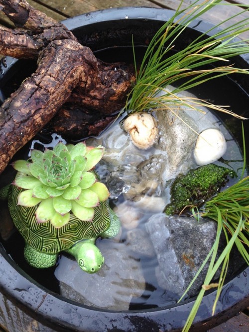 pond in a pot (via thesweetescape)