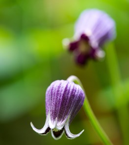 <em>Clematis pitcher</em> (Pitcher’s leather flower) - Photo by: Rob Cardillo.