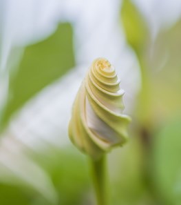 <em>Ipomoea alba</em> (Moonflower) - Photo by: Rob Cardillo.