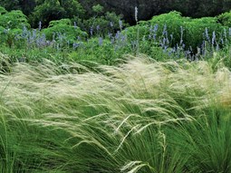 Mexican Feather Grass, Billowing Grasses
Ten Speed Press
Berkeley, CA