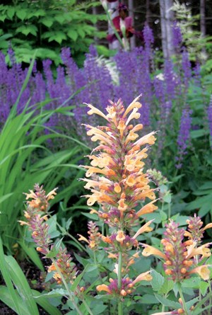 Agastache, Salvia, Iris
Plant Paradise Country Gardens
Caledon, ON