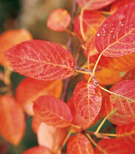 Amelanchier x grandiflora ‘Autumn Brilliance’ - Photo by: Mark Turner.