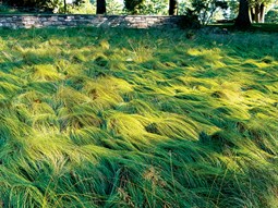 Ornamental Grass
Chanticleer
Wayne, PA
