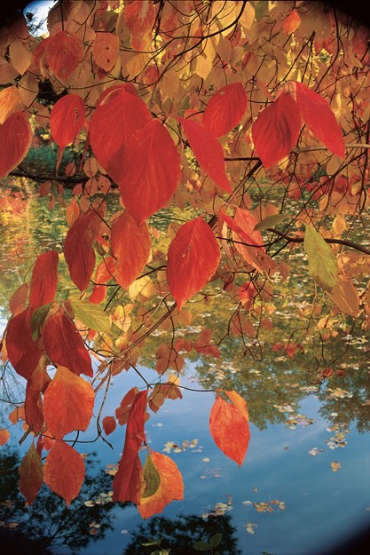 Dogwood Tree, Fall Leaves
Garden Design
Calimesa, CA