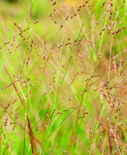  Panicum Virgatum Switchgrass 
Ornamental Grass
Oehme, van Sweden & Associates, Inc.
Washington, DC