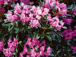RHODODENDRON DEGRONIANUM