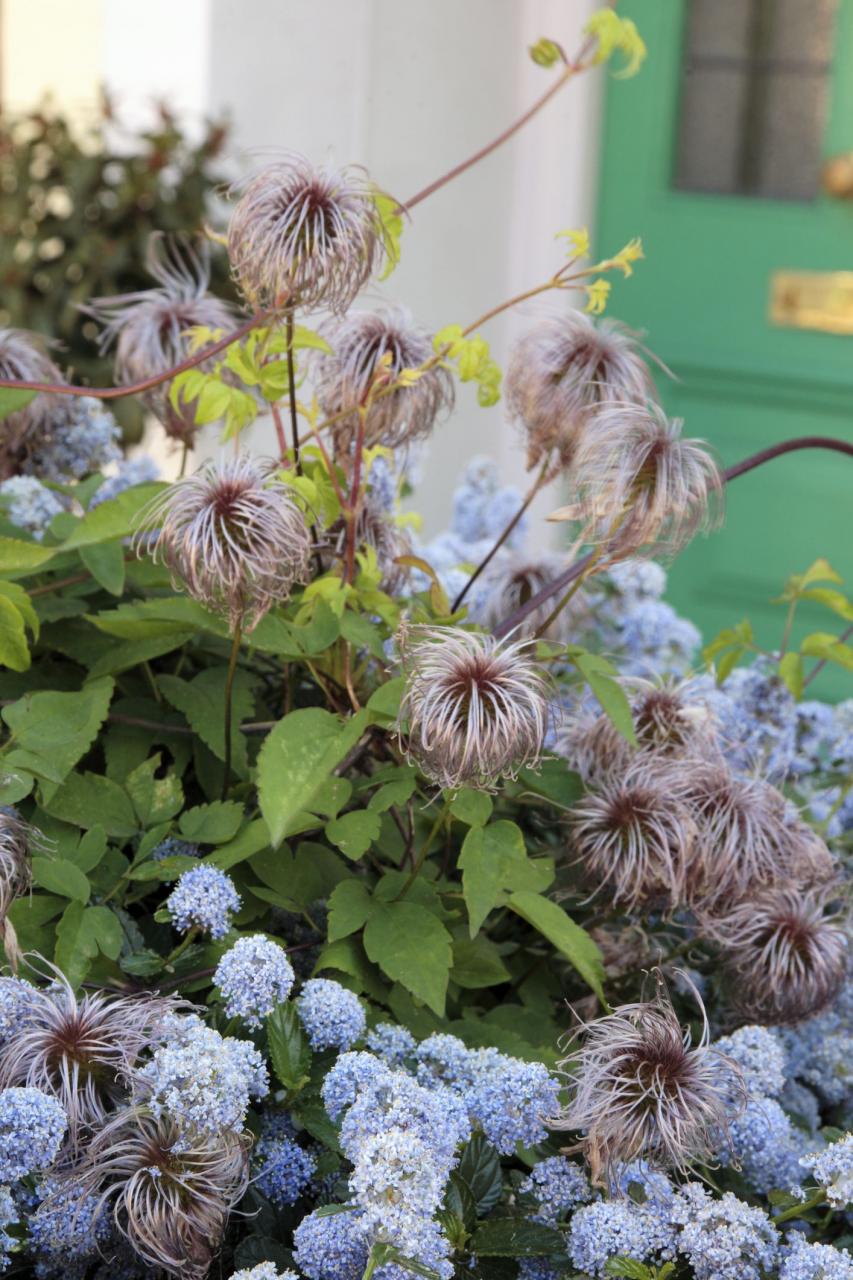 Blue Blossom (Ceanothus) and Alpine Clematis (Clematis Alpina) mixed climber seedheads in front garden
