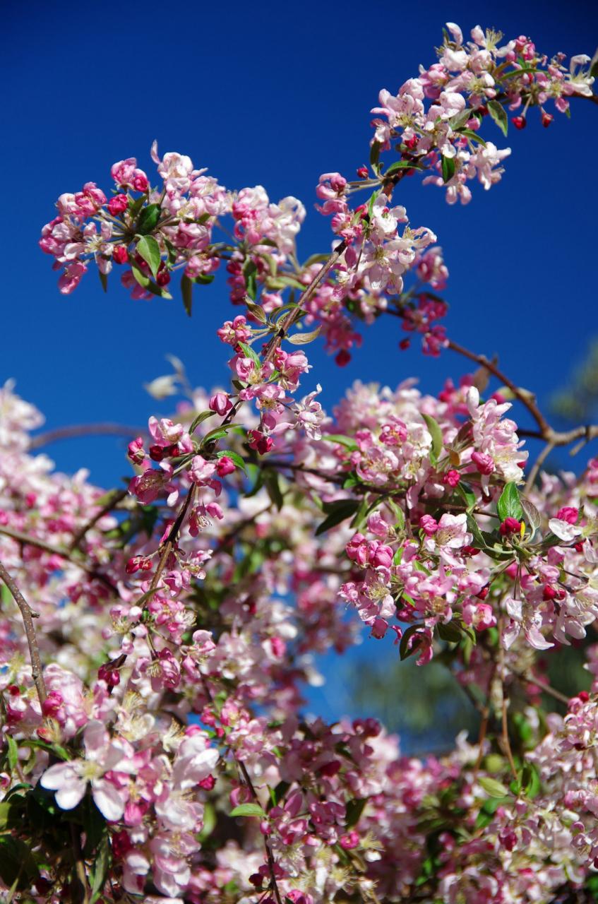 Weeping crab apple tree in blossom in springtime